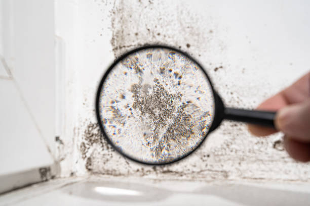 Why You Should Choose Our Mold Remediation Services in Chippewa Falls, WI